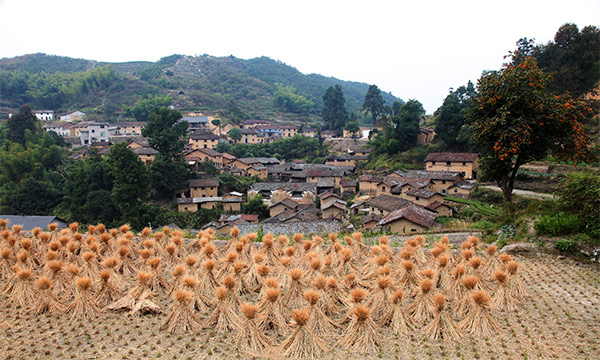 松阳县赤寿乡-兴产业,促发展!赤寿乡:宜居之地,创业乐土